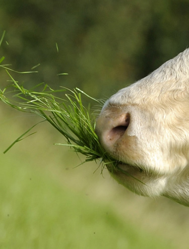 Bovino che mangia erba2