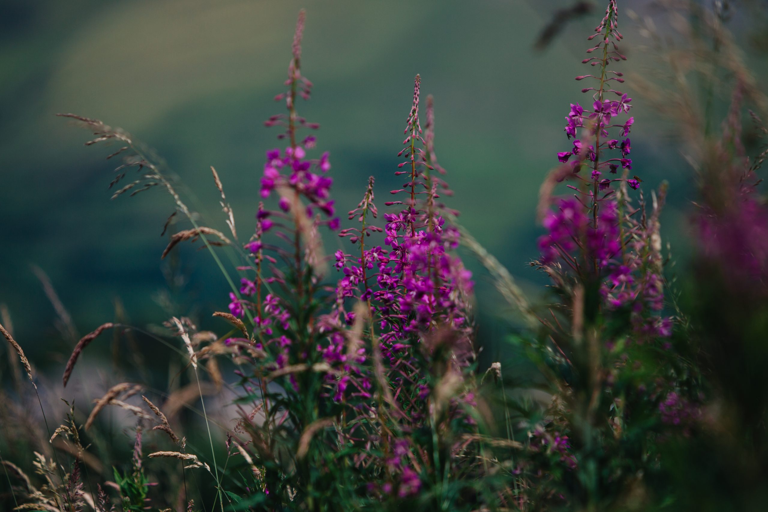 flowers