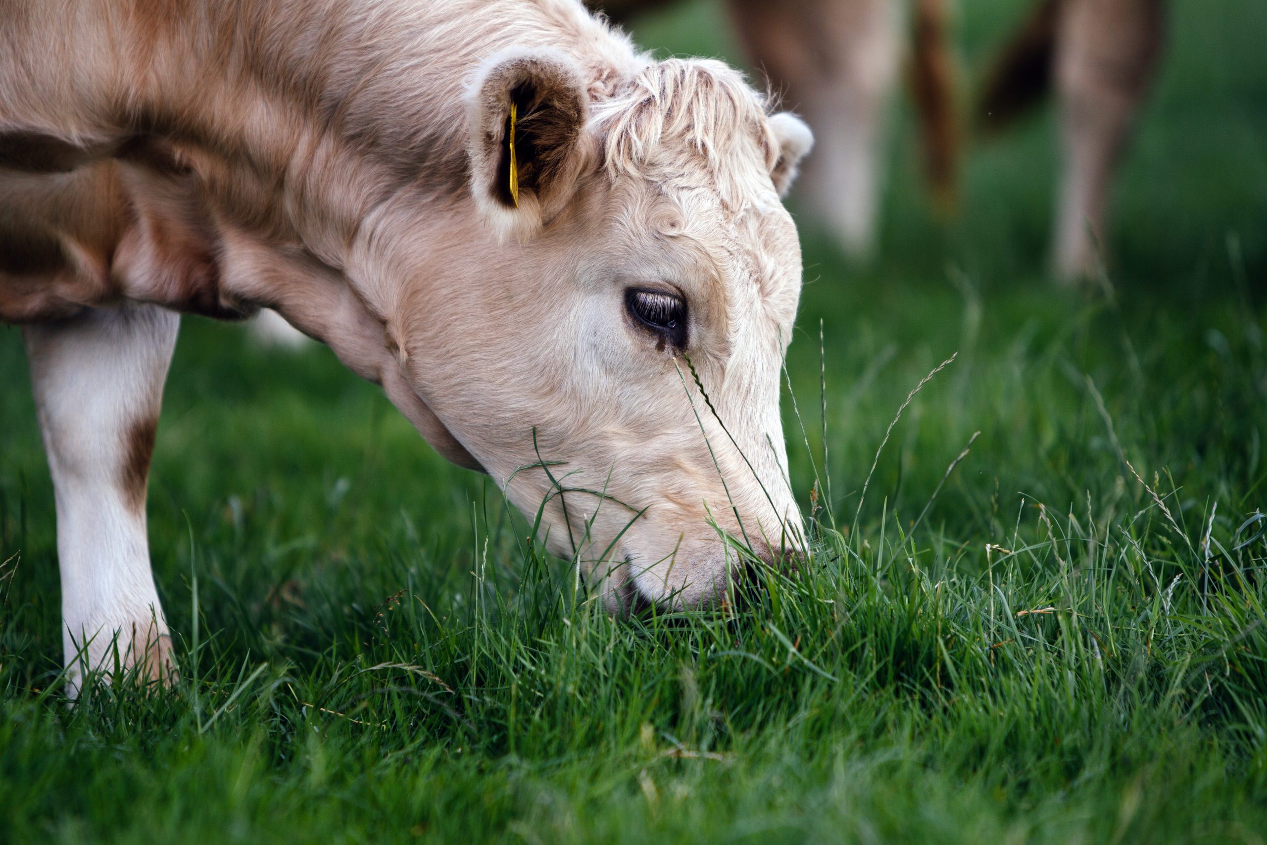 On the beef farm of Arthur Judge at Clonbullogue, Co. Offaly.