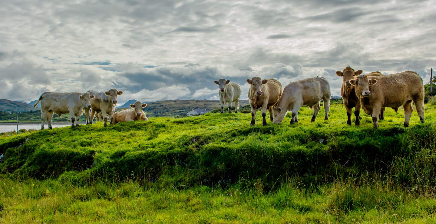 Irish Grass Fed Beef: una carne buona per natura e ora anche IGP
