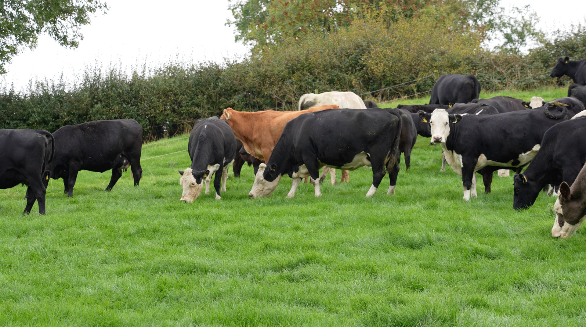 L’eccellenza dell’allevamento in Irlanda: l’impegno del Certified Irish Angus Group e la storia di Shauna Jager